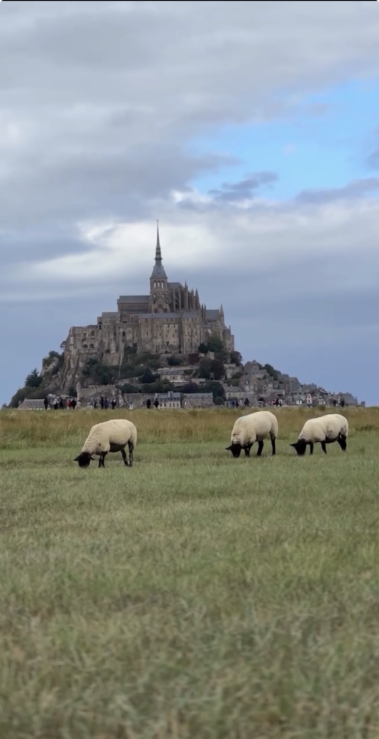 Mont Saint Michel with grazing sheep from a secret viewpoint on a France road trip