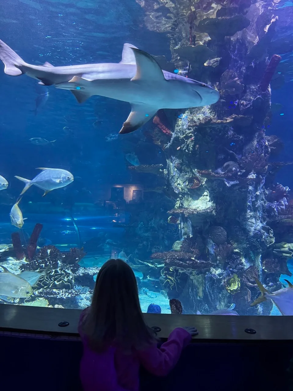 AI family trip planner test showing a child watching sharks and rays inside Tropicarium Budapest.