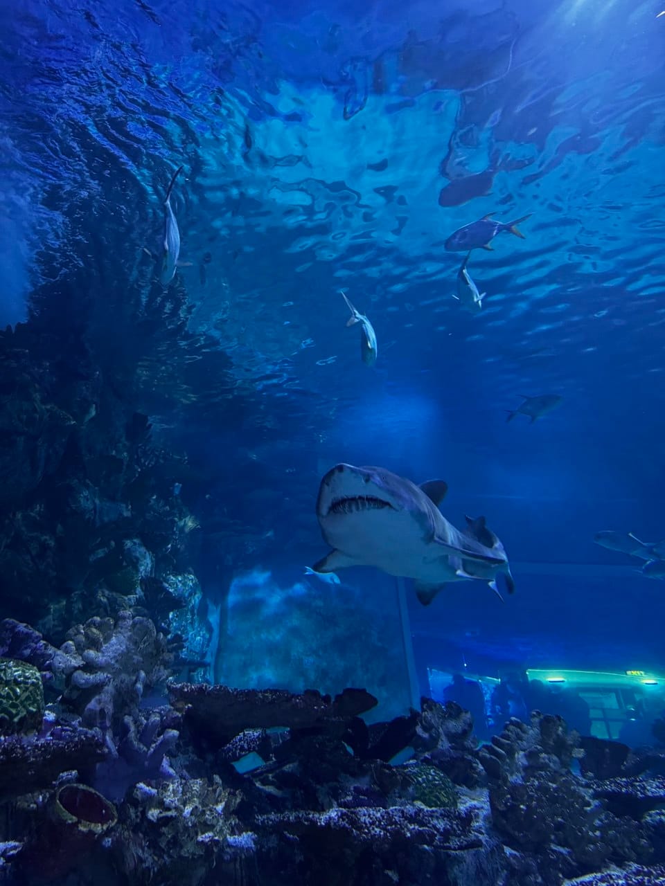 AI hidden gems underwater tunnel at Tropicarium in Budapest with sharks gliding overhead